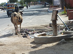 Jaipur (72)